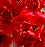 bloemen